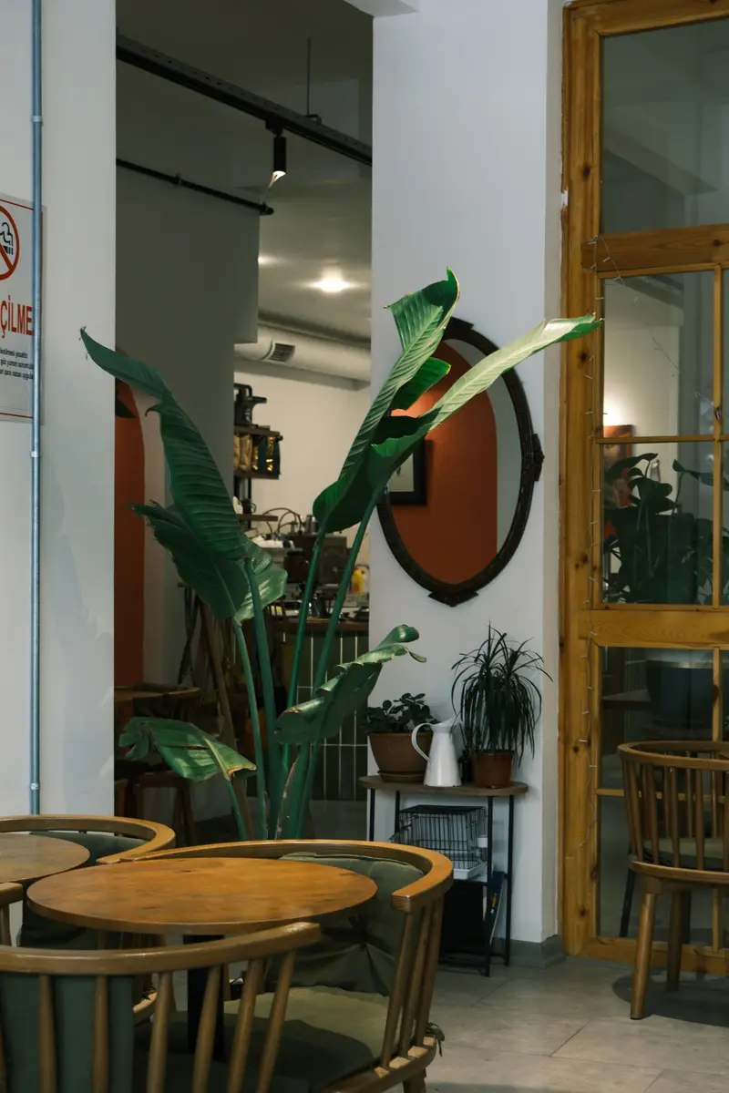 A bright cafe corner with round wooden tables, curved chairs, a tall leafy plant and an oval mirror